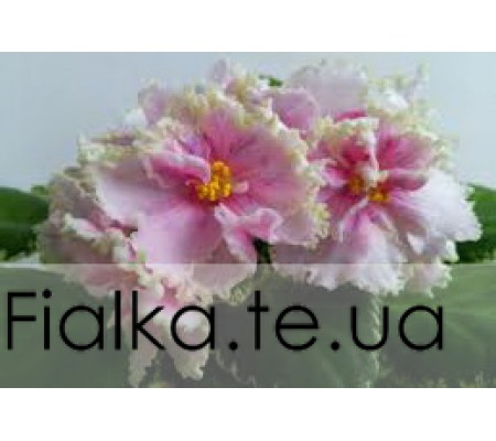  Dn-L'Amore 564